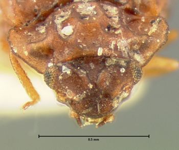 Media type: image;   Entomology 6620 Aspect: head dorsal view